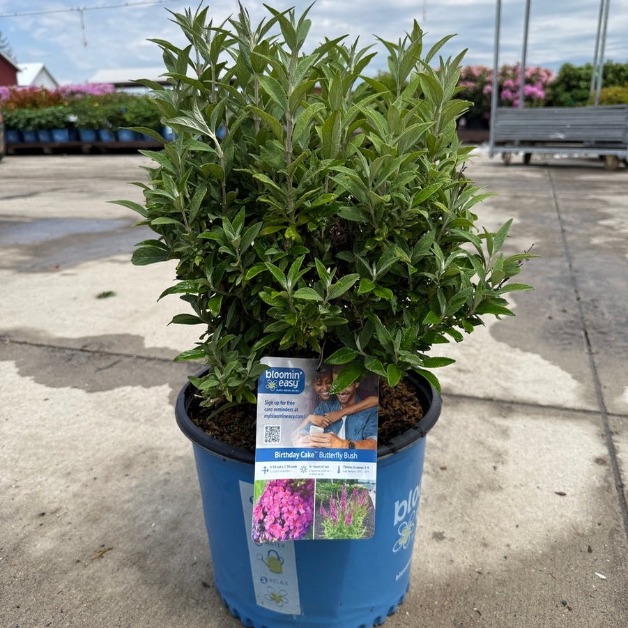 Buddleia Birthday Cake® PPAF