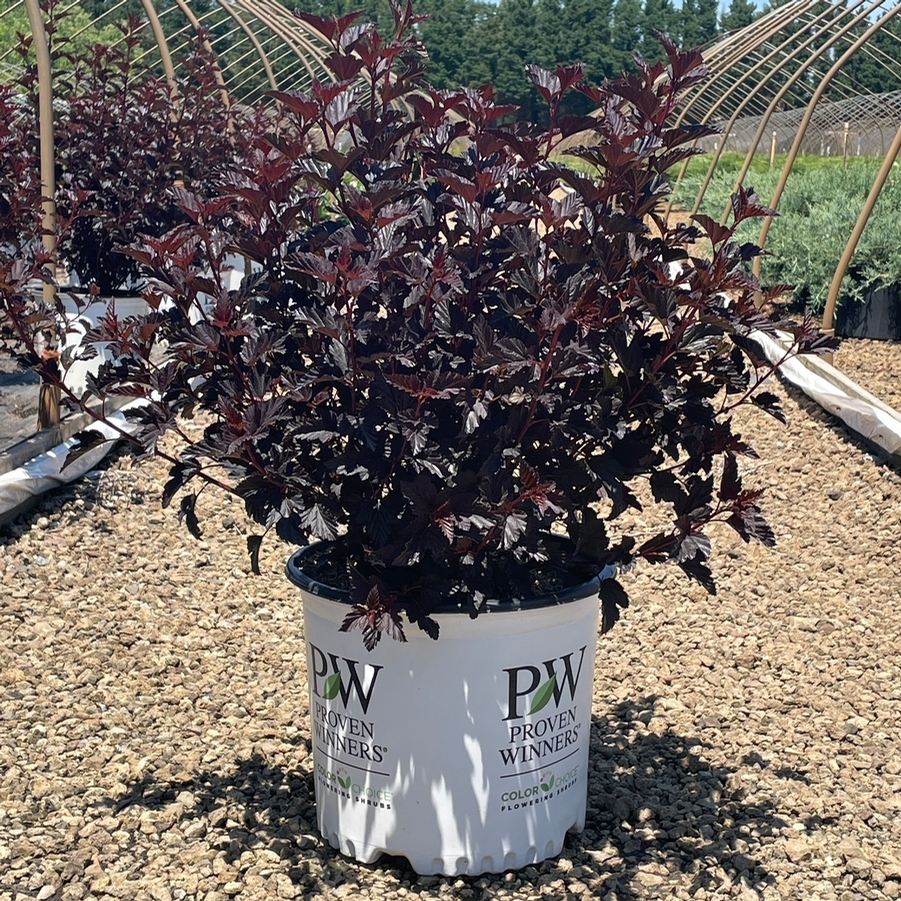Physocarpus opulifolius Summer Wine® Black