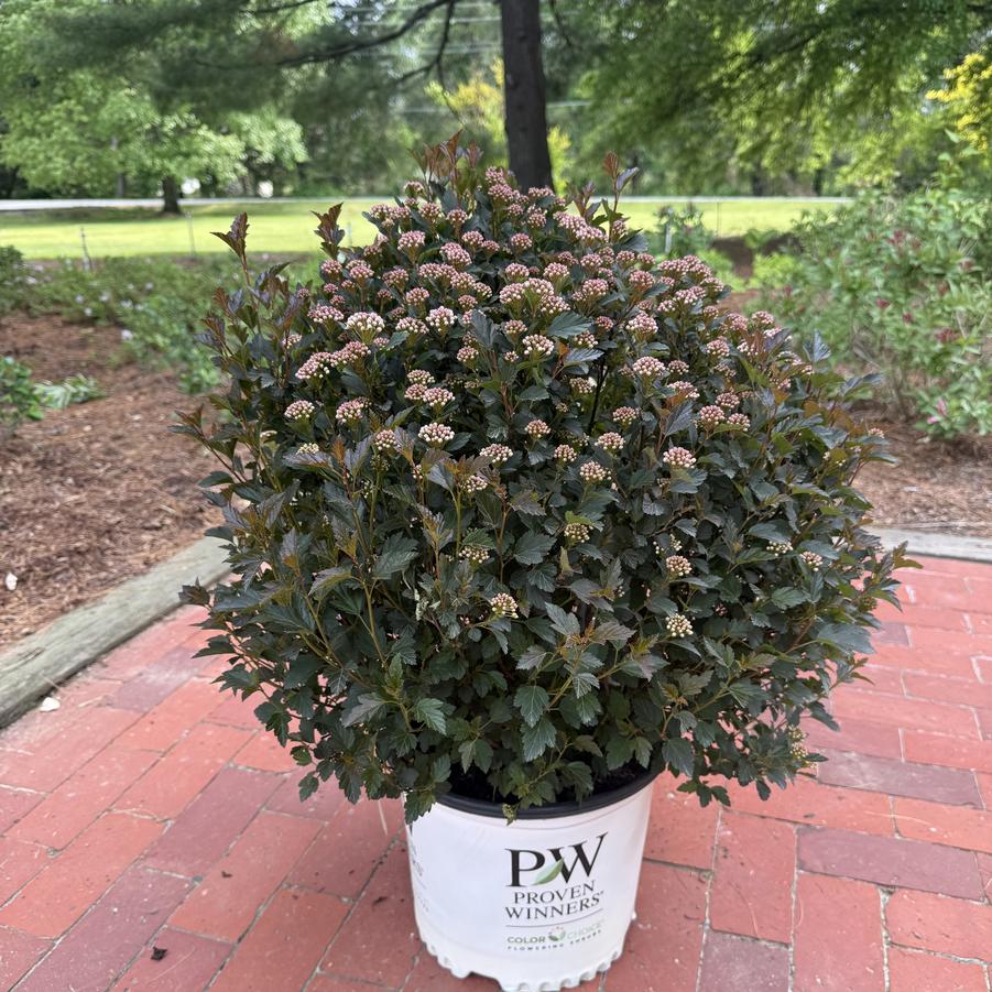 Physocarpus opulifolius Tiny Wine® PP26749