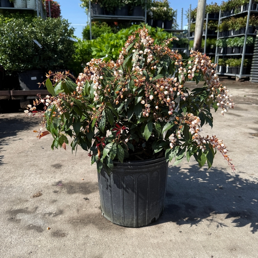 Pieris japonica Katsura PP15452