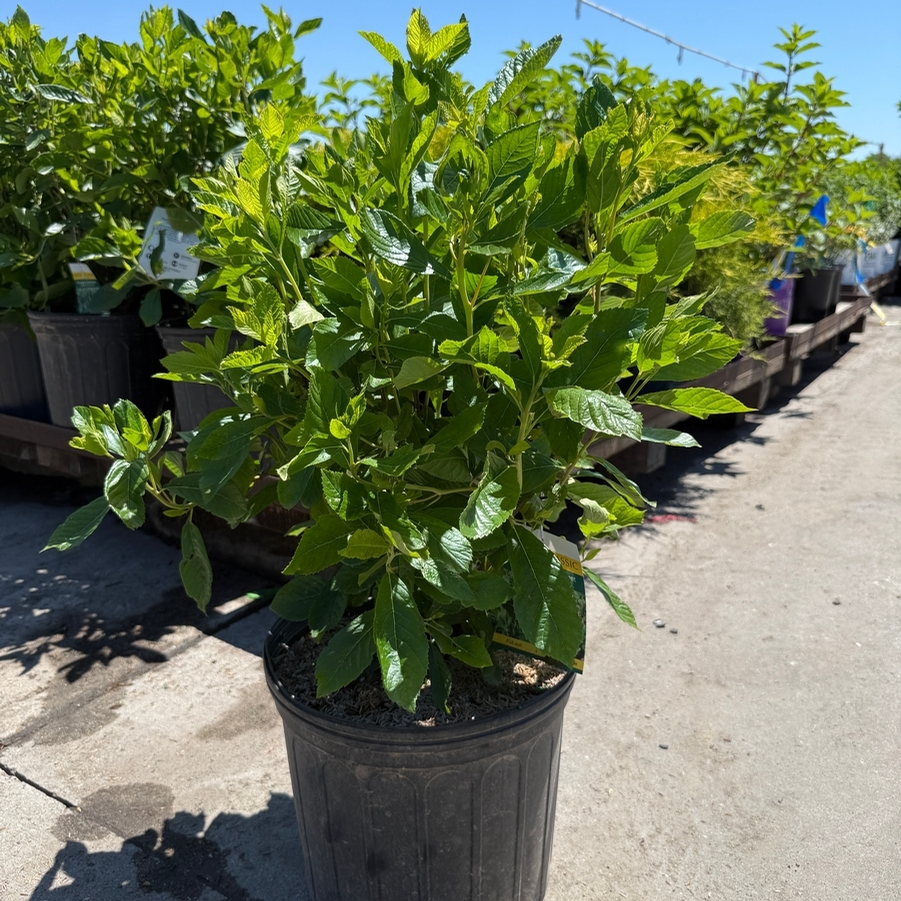 Clethra alnifolia Ruby Spice
