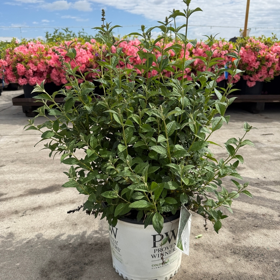 Buddleia Miss Violet