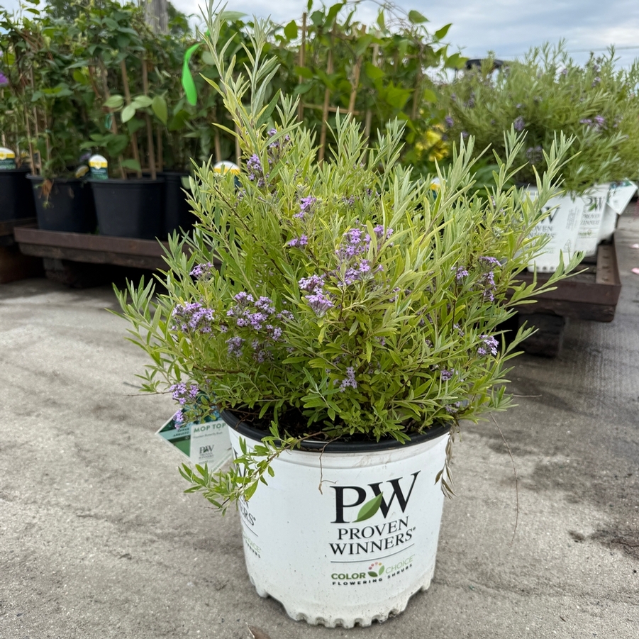 Buddleia Mop Top® PP36748