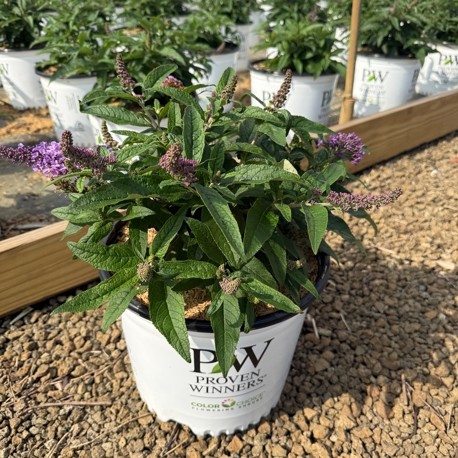Buddleia Pugster® Amethyst