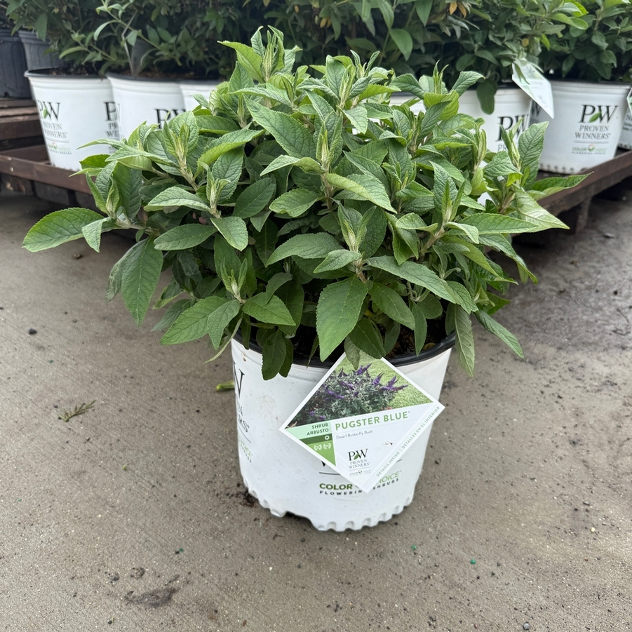 Buddleia Pugster Blue® PP28794