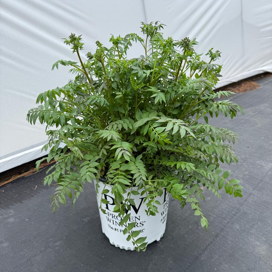 Polemonium Heaven Scent