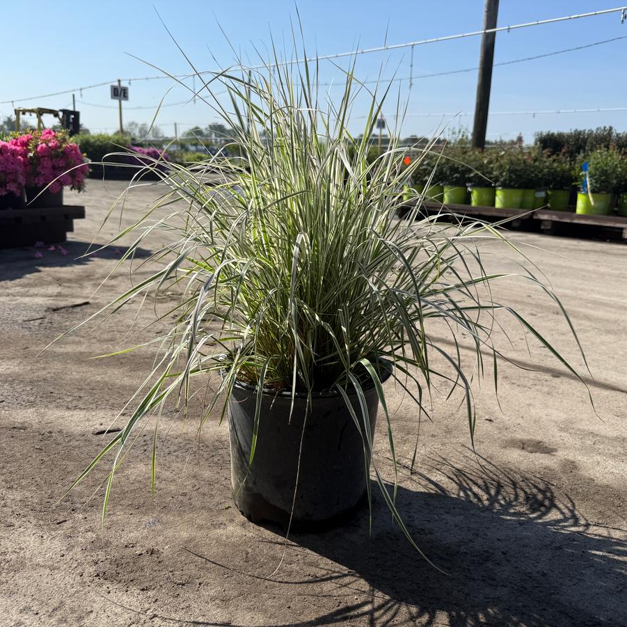 Calamagrostis acutiflora Eldorado