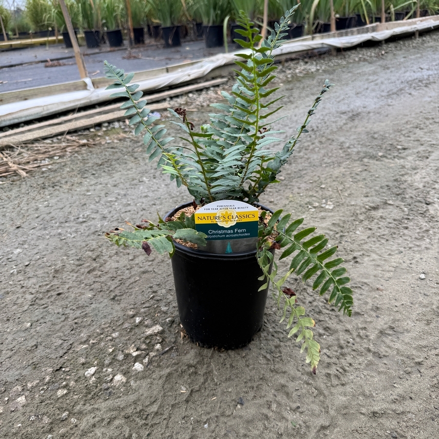 Polystichum acrostichoides 