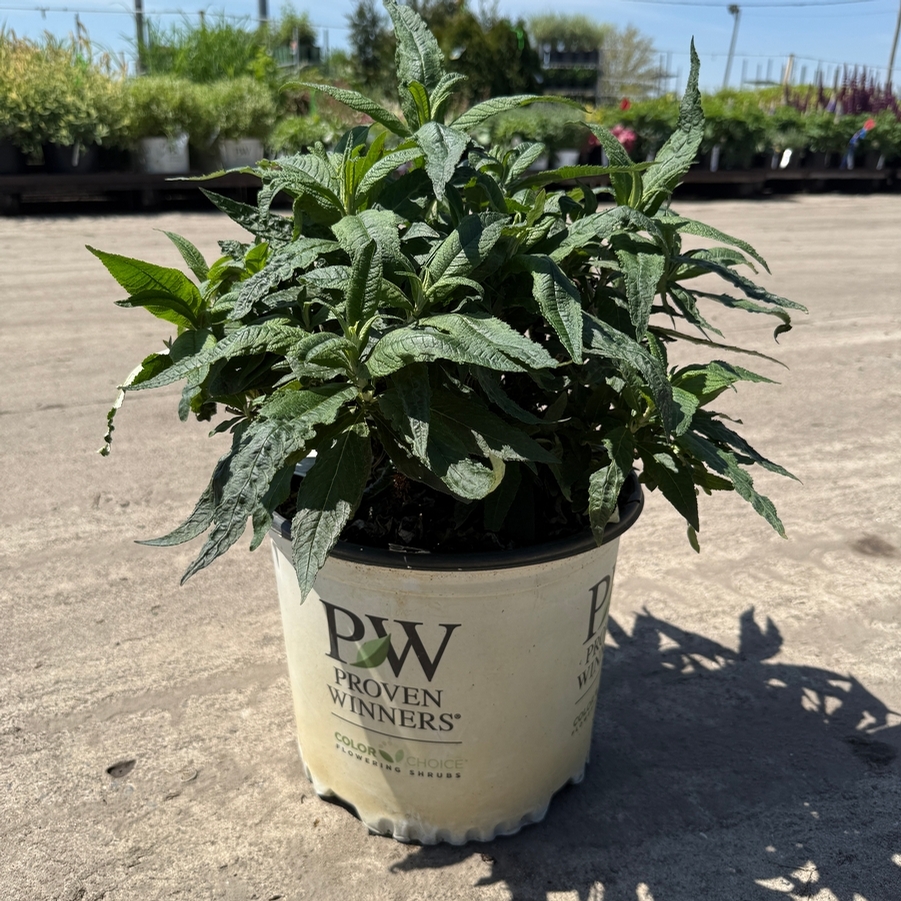 Buddleia Pugster Perwinkle® PP28796