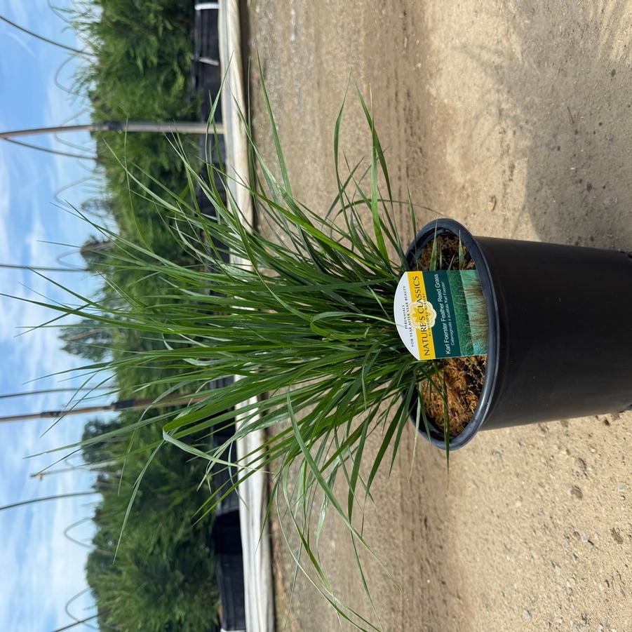 Calamagrostis acutiflora Karl Foerster