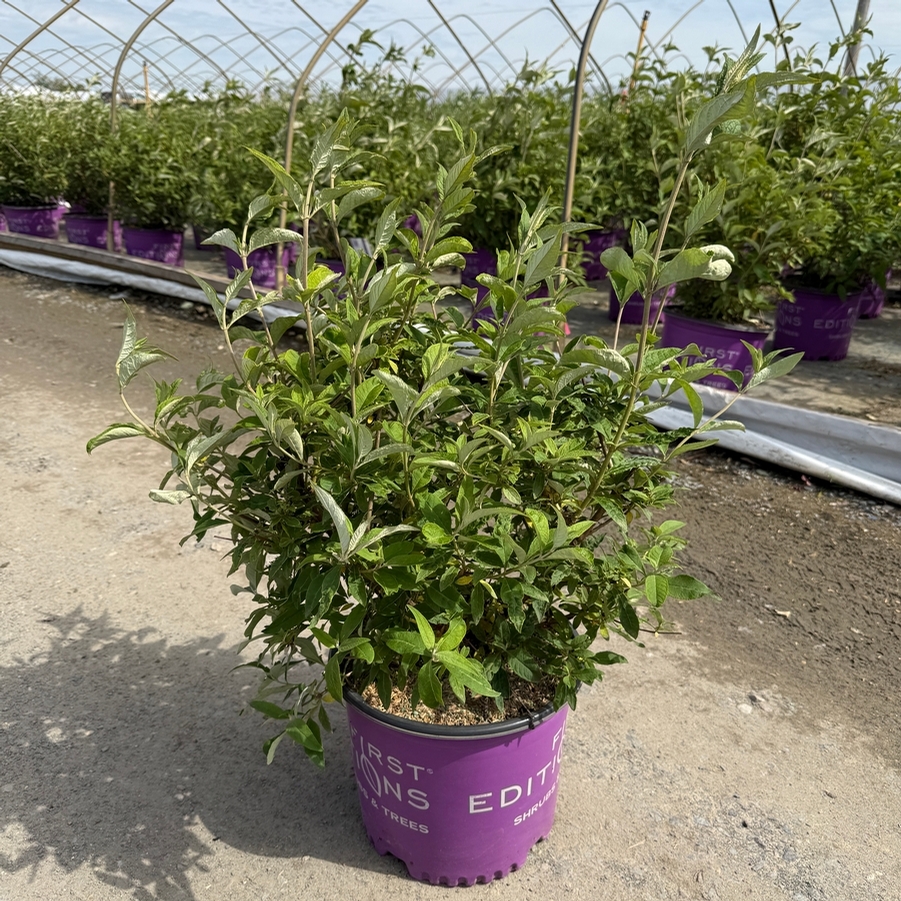 Buddleia davidii Groovy Grape™ PP26305