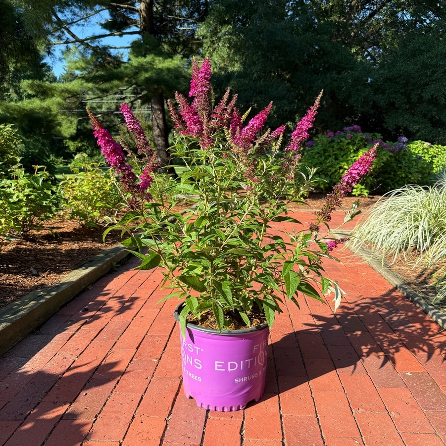 Buddleia davidii Funky Fuchsia™ PP26278