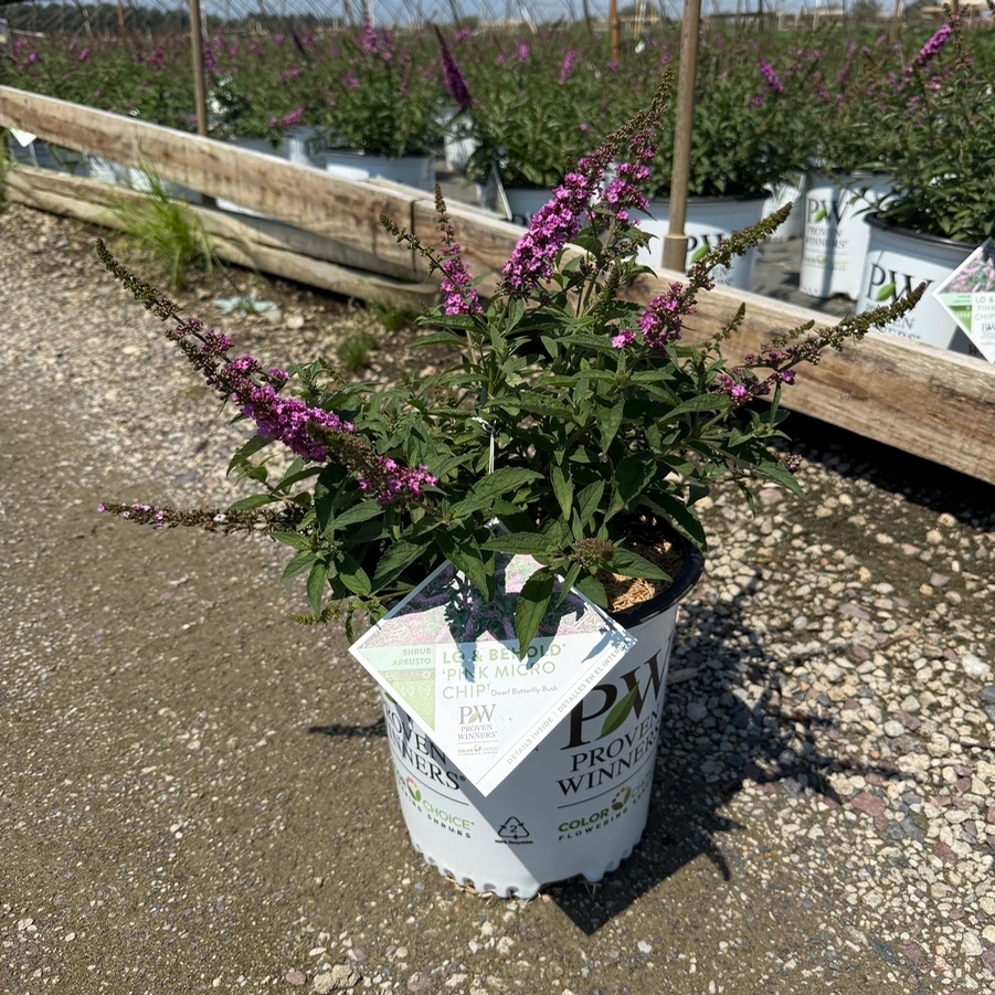 Buddleia davidii Lo & Behold® Pink Micro Chip