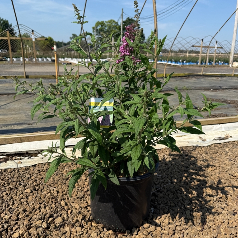 Buddleia davidii Pink Delight