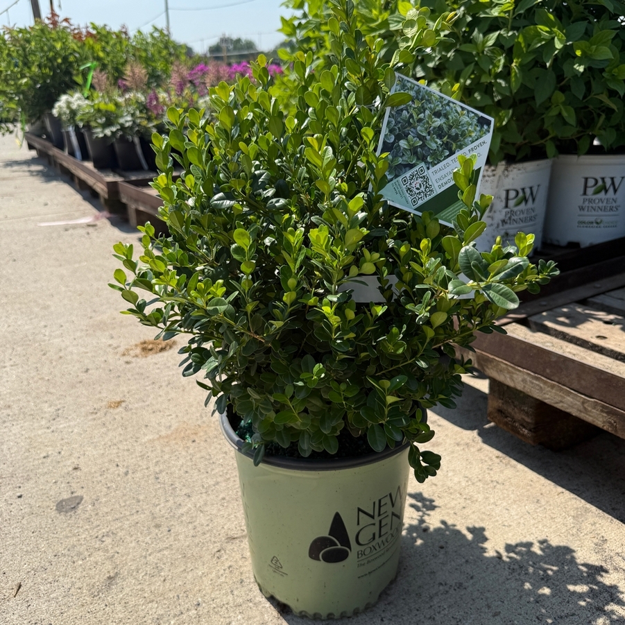 Buxus NewGen® Freedom®