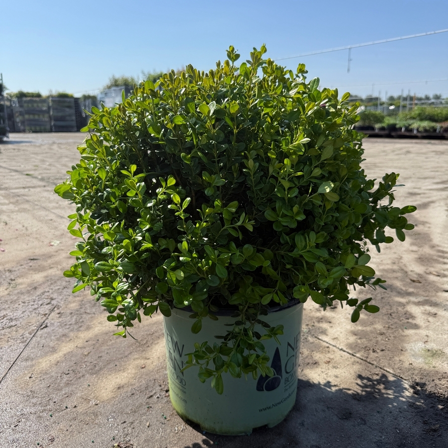 Buxus NewGen® Freedom®