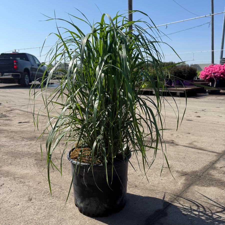 Calamagrostis acutiflora Karl Foerster
