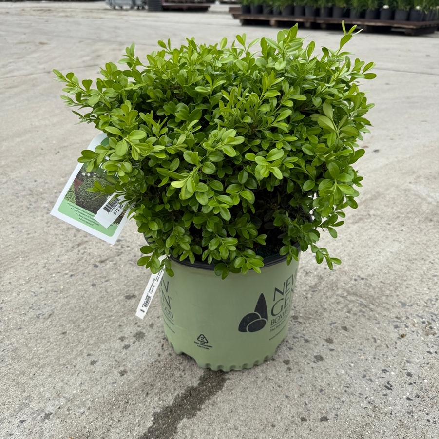Buxus NewGen® NewGen® Independence®