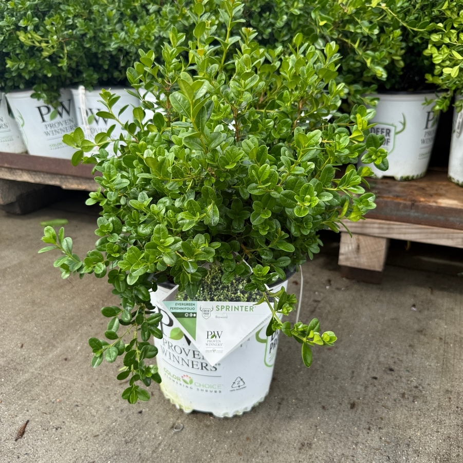 Buxus microphylla Sprinter