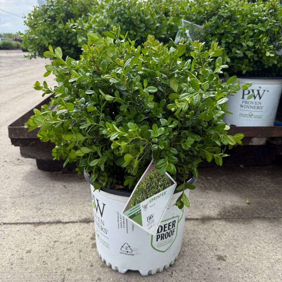Buxus microphylla Sprinter