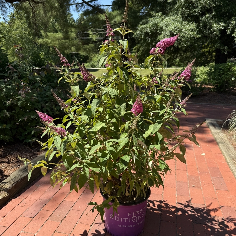 Buddleia Trippy Pink®