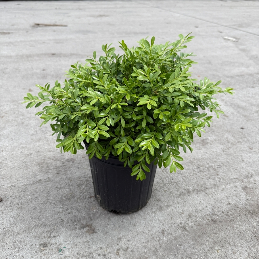 Buxus microphylla kor. Franklin's Gem
