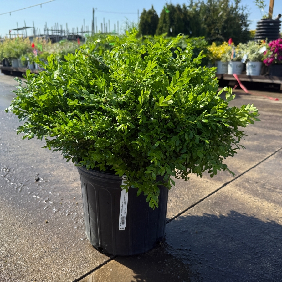 Buxus microphylla kor. Franklin's Gem