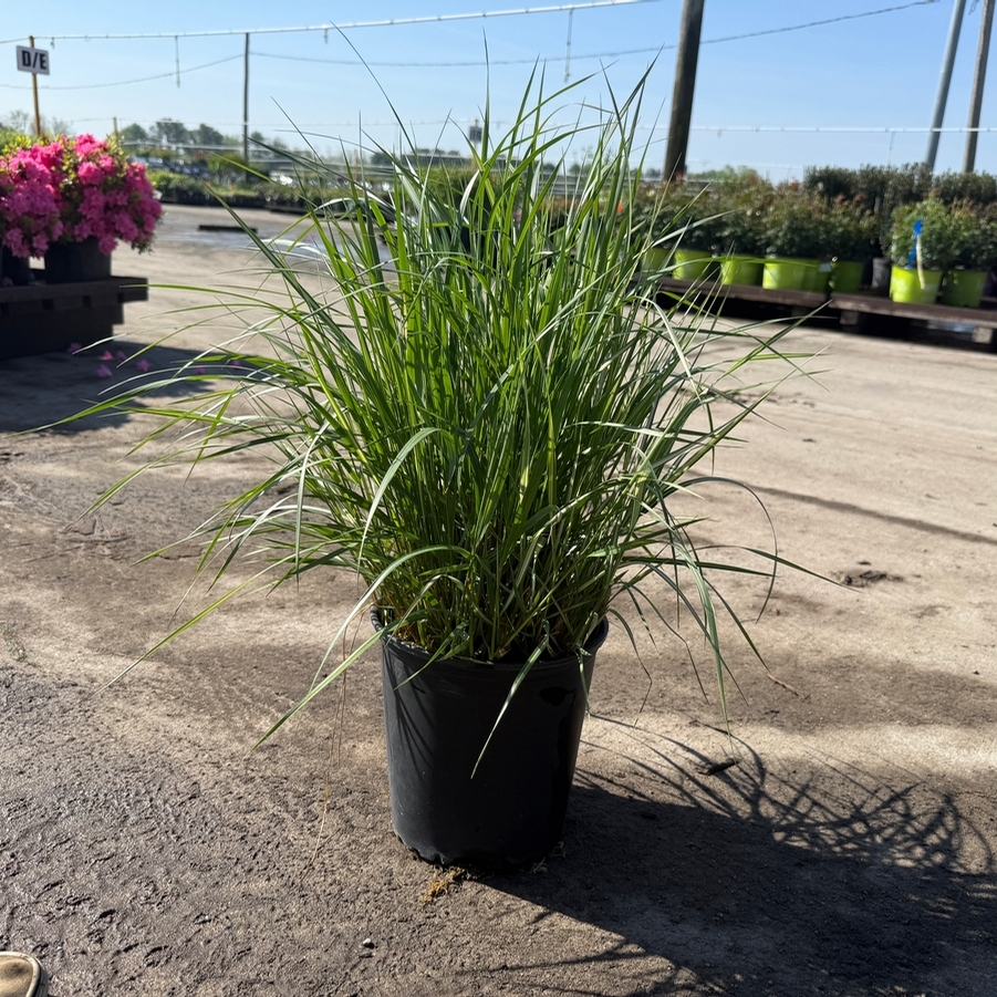 Calamagrostis acutiflora Lightning Strike®