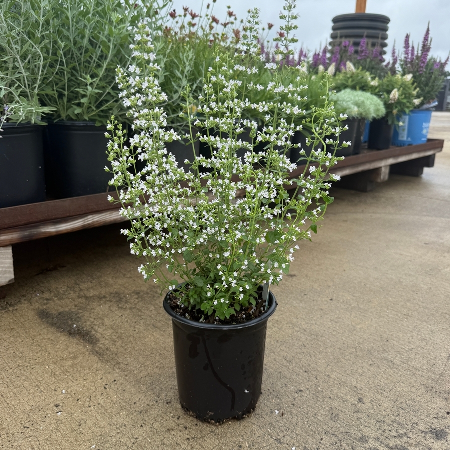 Calamintha nepeta subsp. Nepeta