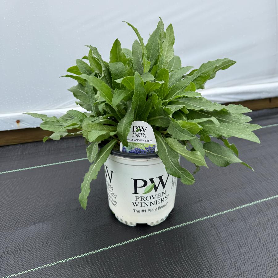 Campanula glomerata Bells and Whistles PP36936