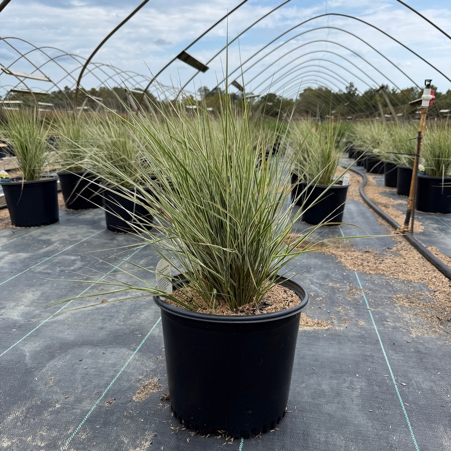 Calamagrostis acutiflora Overdam