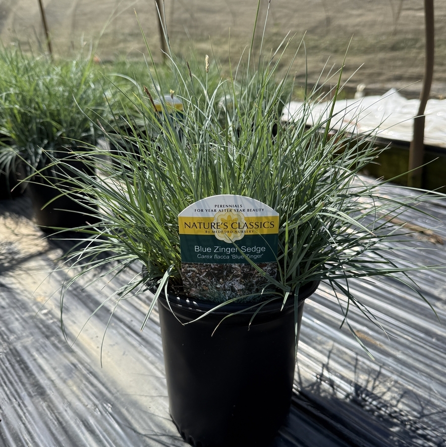 Carex flacca Blue Zinger