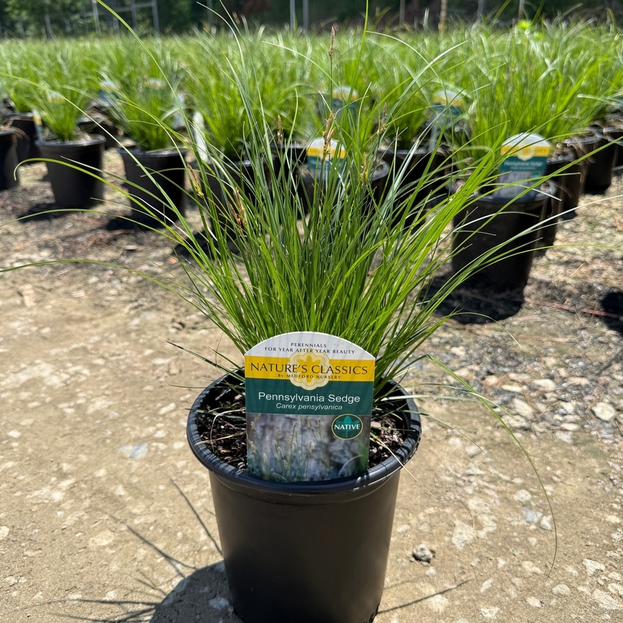 Carex pensylvanica 