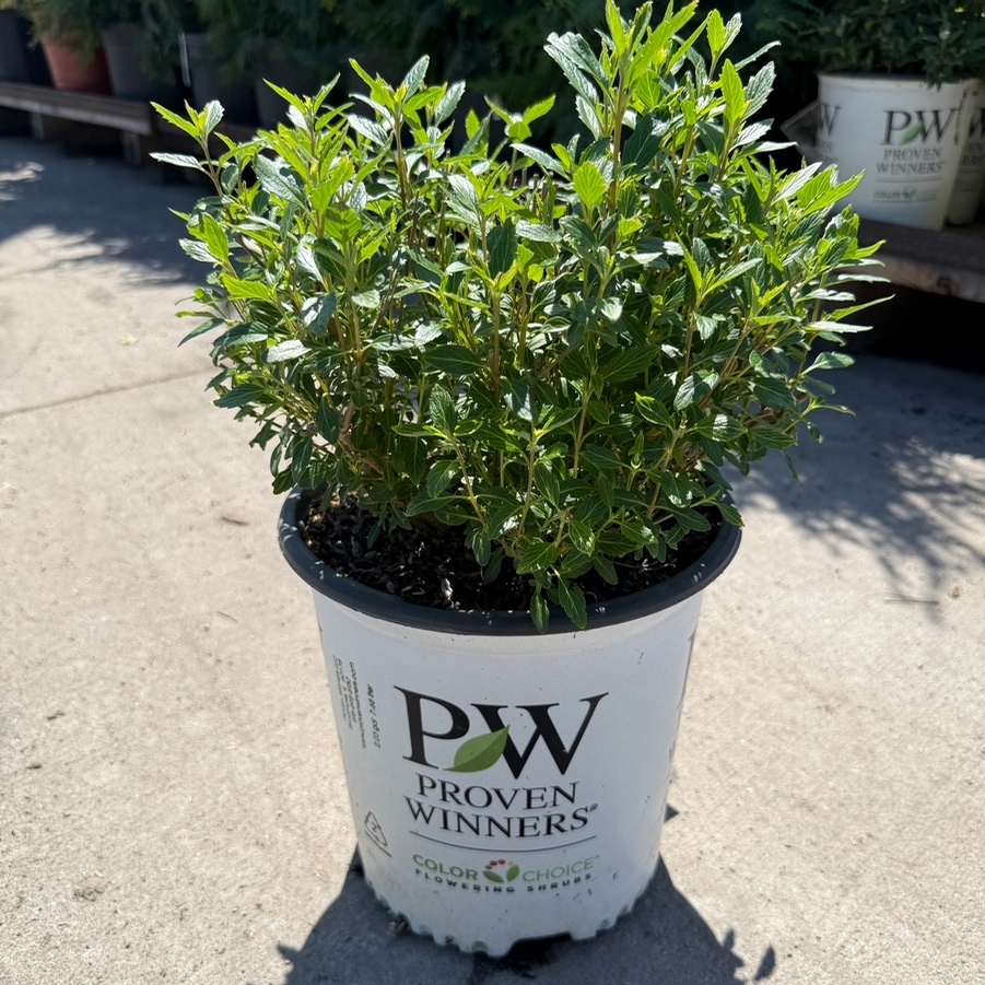 Caryopteris x clandonensis Beyond Midnight® PP27426