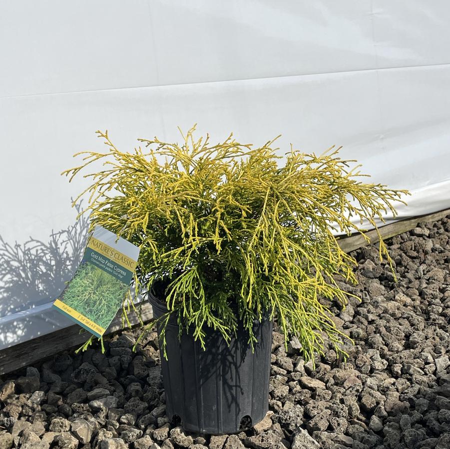 Chamaecyparis pisifera Fil. Au. Nana Goldmop