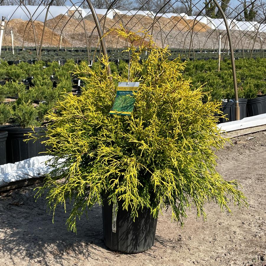 Chamaecyparis pisifera Fil. Au. Nana Goldmop