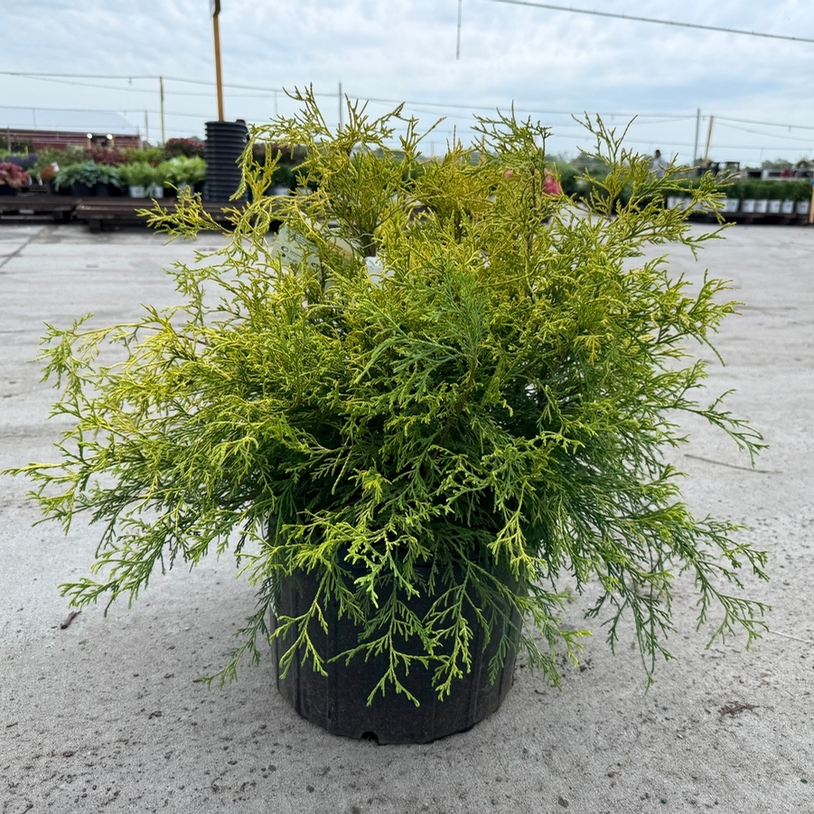 Chamaecyparis pisifera Fil. Au. Nana Goldmop