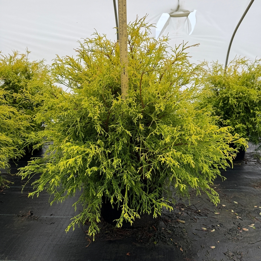 Chamaecyparis pisifera fil. Golden Charm