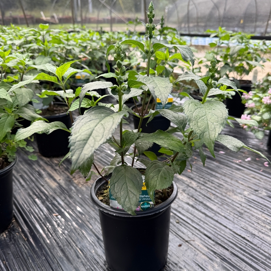 Chelone obliqua Tiny Tortuga™ PP25350