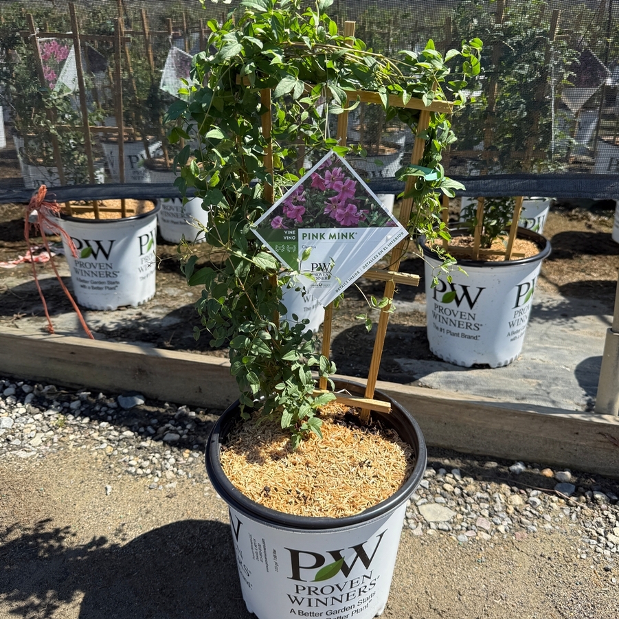 Clematis Pink Mink® PP24374