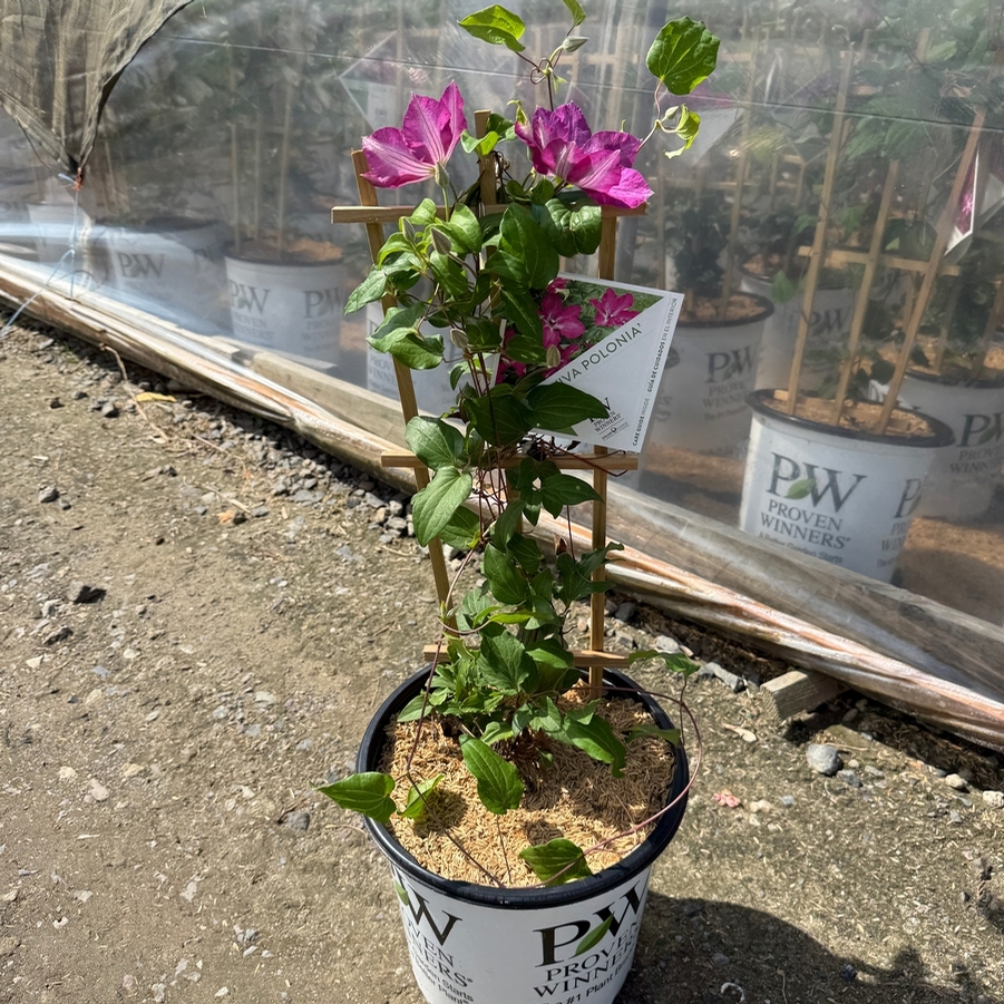 Clematis Viva Polonia